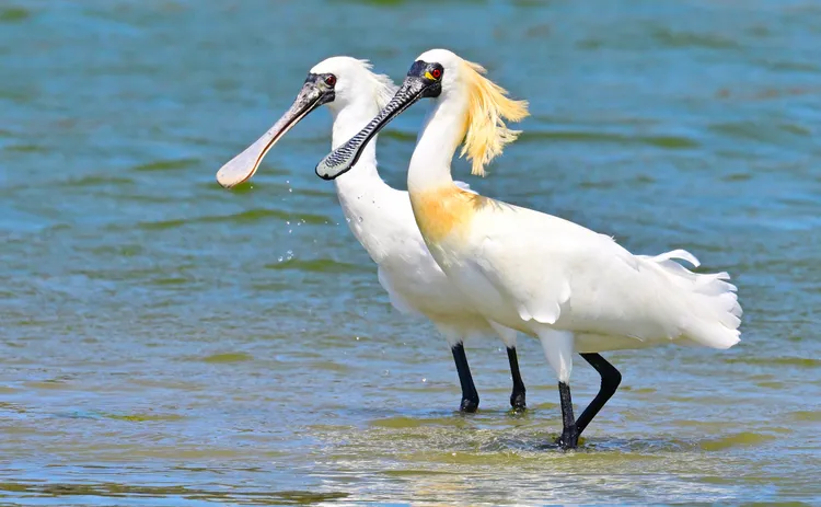 黑面琵鷺右邊個體已換上繁殖羽。林務局提供，郭東輝攝
