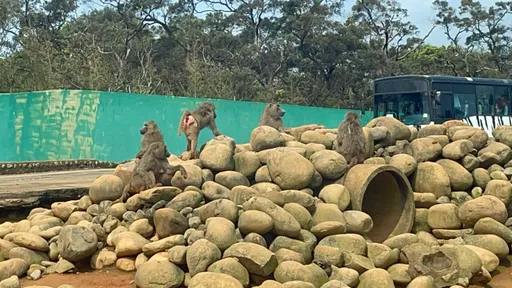 東非狒狒脫逃未通報！六福村違反野生動物保育法　新竹縣府開罰了