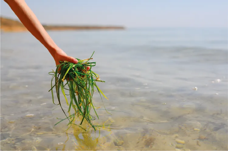 系列中主打的彩虹藻成分。品牌提供