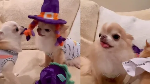 就是看它不爽！吉娃娃出击5回合　硬要扯下来