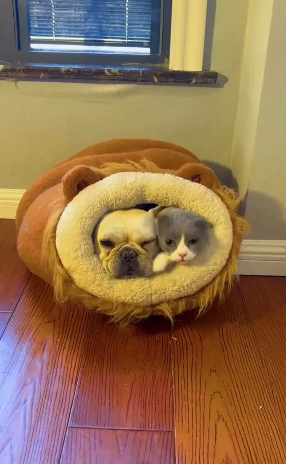 偶們可以相親相愛睡一個窩嗎？IG @petsis_high 提供
