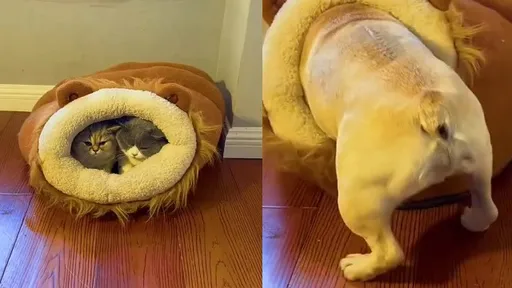 法鬥耍白目硬蹭貓咪家 兩貓皇見「不速之客」反應萌翻