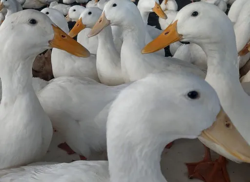 中國爆H3N8禽流感首死!全球僅3個案都在對岸 羅一鈞:無人傳人病例