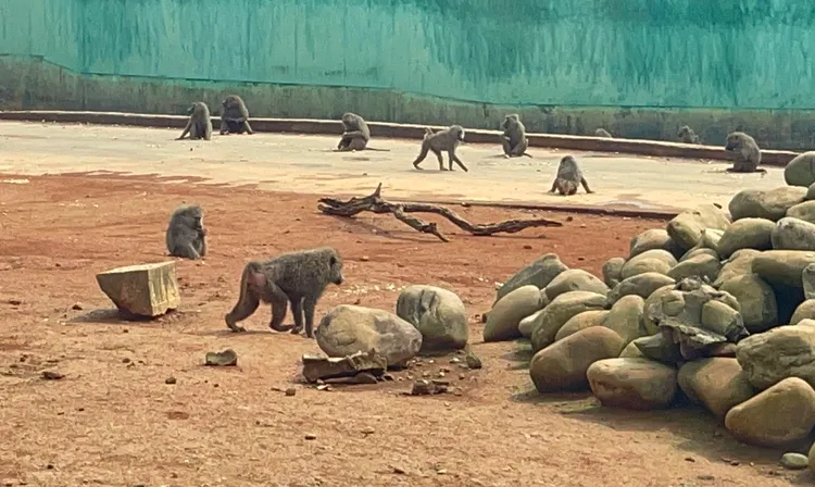六福村園區狒狒。資料照片