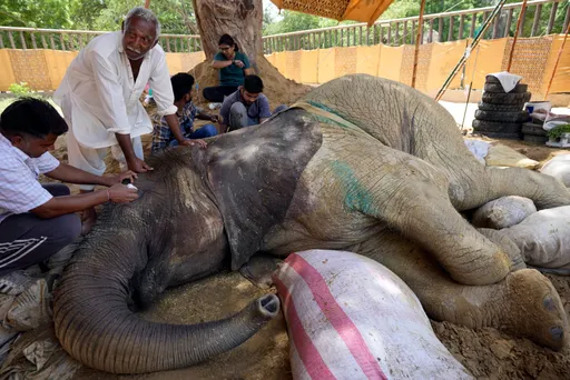17歲大象摔倒後英年早逝 巴基斯坦國家動物園被罵翻