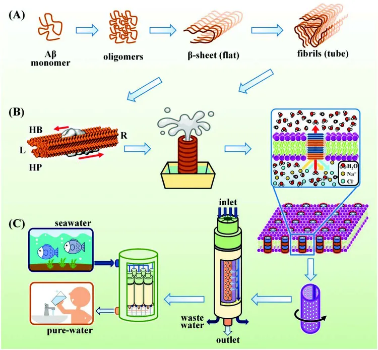 海水淡化示意圖。陽交大提供