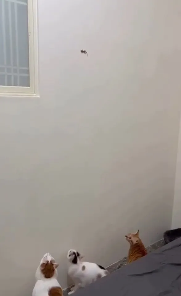 你們看的到我抓不到偶~IG @miiyav_tv 提供