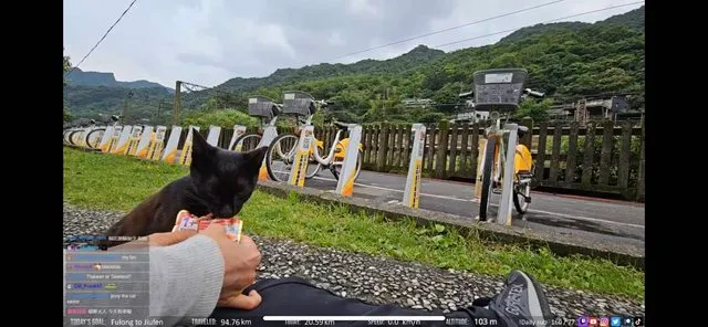 企鵝妹在猴硐和貓咪互動。