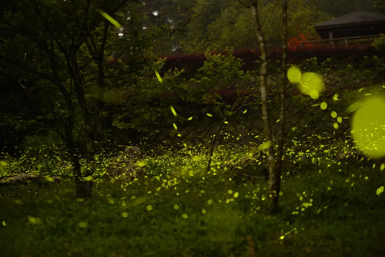 竹崎鄉光華賞螢步道。嘉義縣政府提供