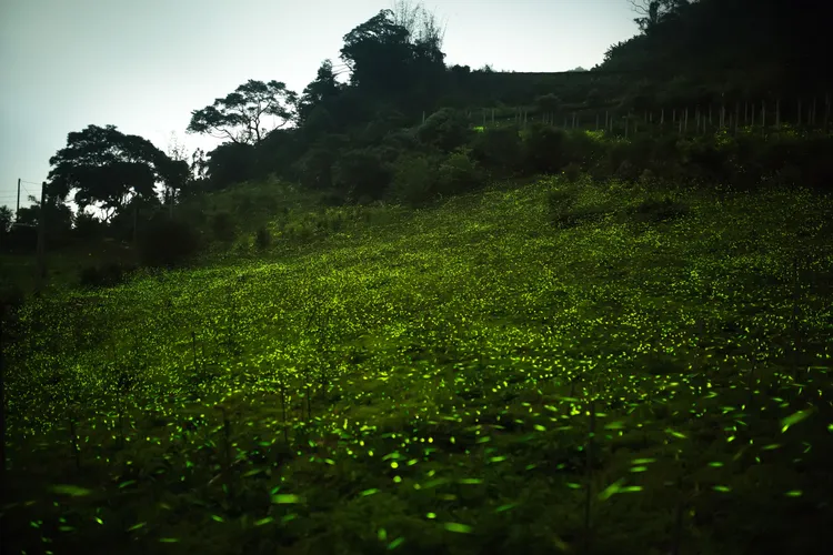 阿里山鄉里佳部落。嘉義縣政府提供