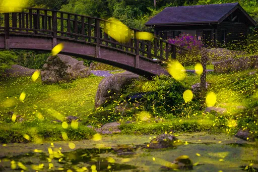 歡「螢」來嘉微旅行!嘉義15處秘境大公開 螢河鐵道、火金姑地毯很夢幻