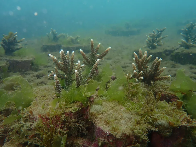 今年3月觀察發現每一株珊瑚增加新分支。漁業處提供
