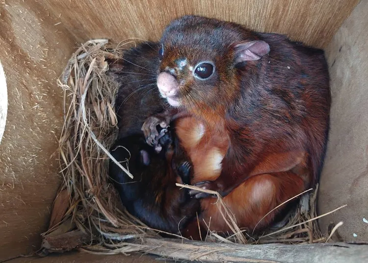 過去一年，朝陽科大偵測出現大赤鼯鼠等27種生物，營造多樣化物種棲地展現具體成效。