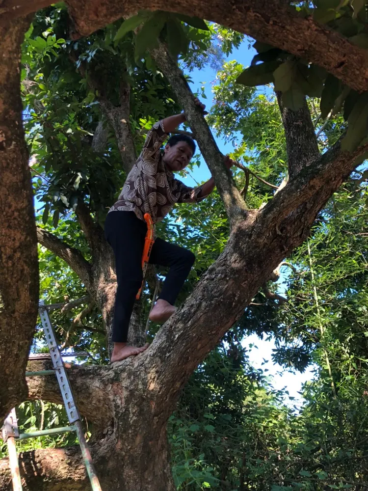 施姓阿嬤平時身體硬朗，生病前還會爬樹摘龍眼。亞大附醫提供