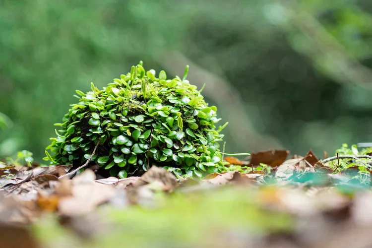 「森山淨行。迎春」住房專案中的室內活動亮點為苔球植栽DIY，以苔蘚代替土壤種植，不僅美觀，還能增加室內空氣品質。業者提供