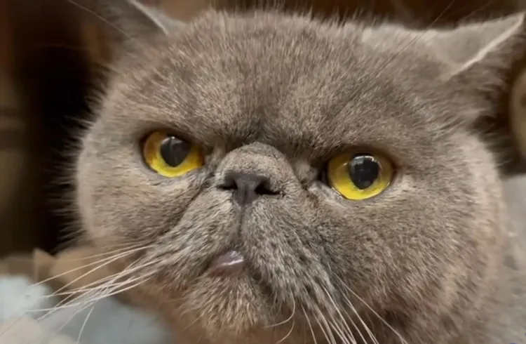 您好!我叫藍貓。TikTok@powpowqqplus 提供