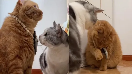 橘貓大啖小魚乾項鍊 同伴哀怨伸手:「分我吃一口嘛」!