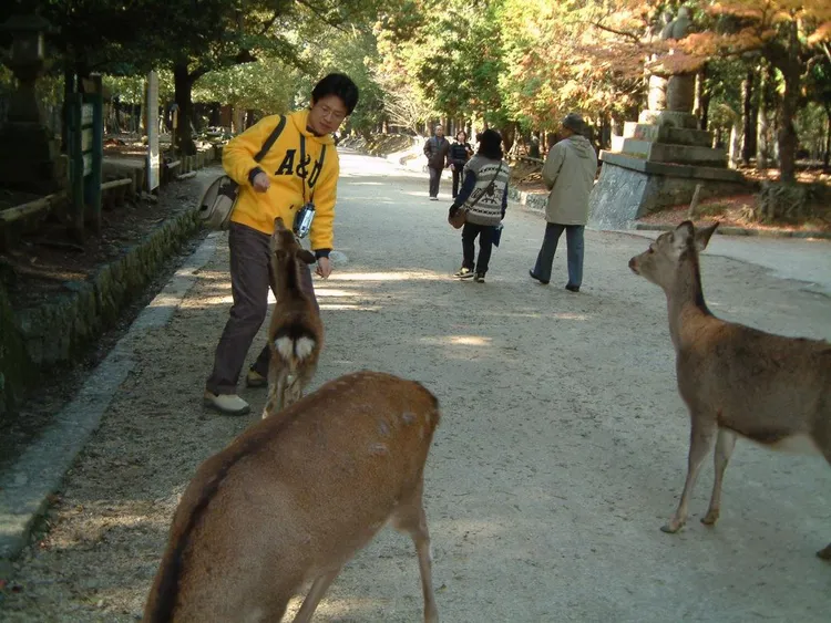 沈政男貼出年輕時赴日旅遊，餵食鹿的照片。翻攝自沈政男臉書