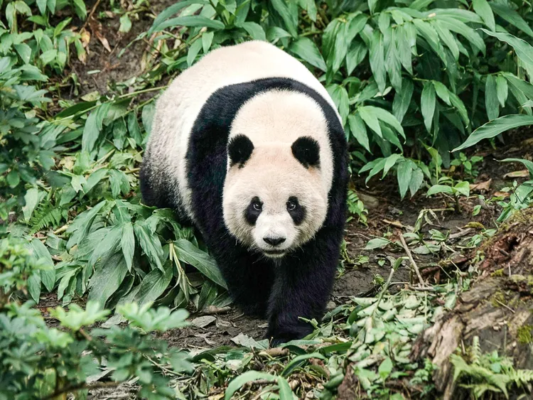 大貓熊「圓仔」。動物園提供，詹德川攝