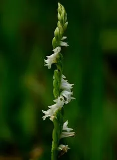 罕見的白色花瓣的綬草植株。傅志男提供