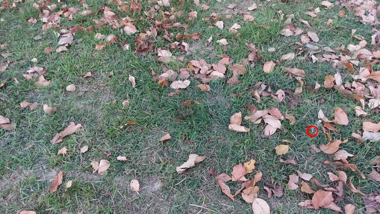 一株綬草就在這片草地中（紅圈處）。凃建豐攝