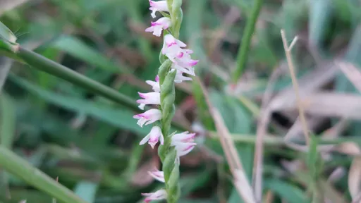 獨家｜清明節「清明草」現蹤高雄　列國際保護瀕危物種