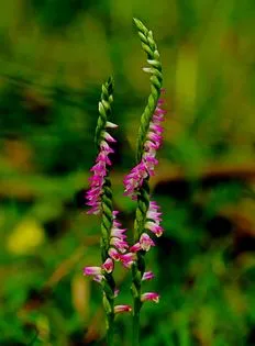 二株的綬草花序幾乎長得一模一樣，如雙人舞者。傅志男提供