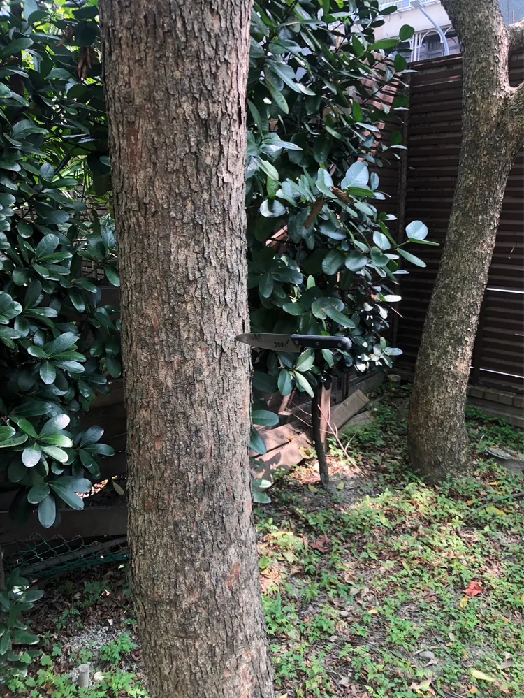 水果刀正卡在樹幹上。翻攝畫面