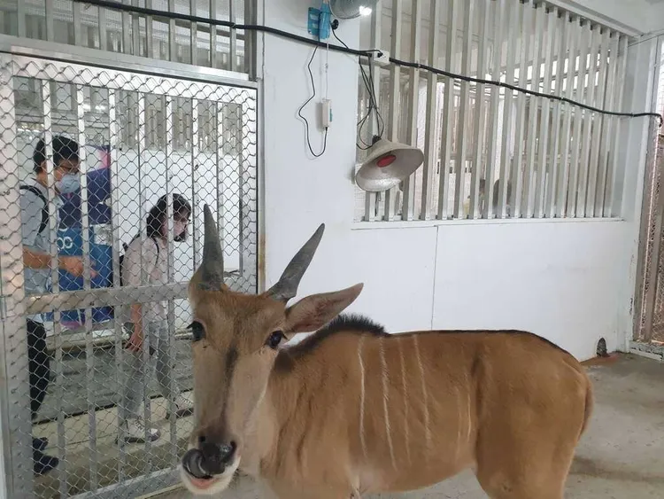 改造後的獸舍更加通風明亮。觀光局提供