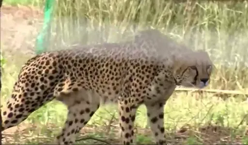 比狒狒幸運!印度獵豹逃跑5天 中鏢迷昏平安回家