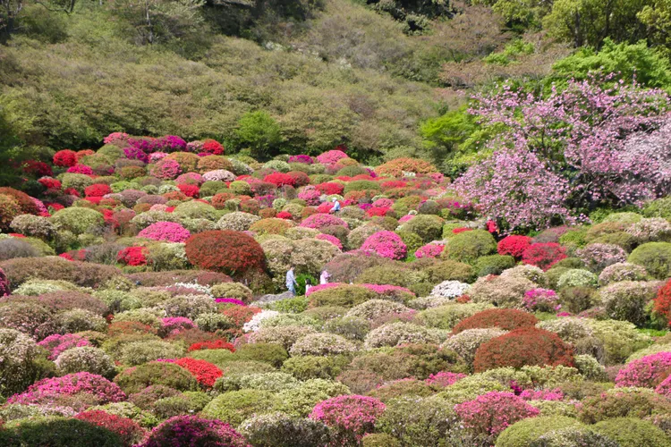 御船山樂園杜鵑花谷。賴昀岫攝
