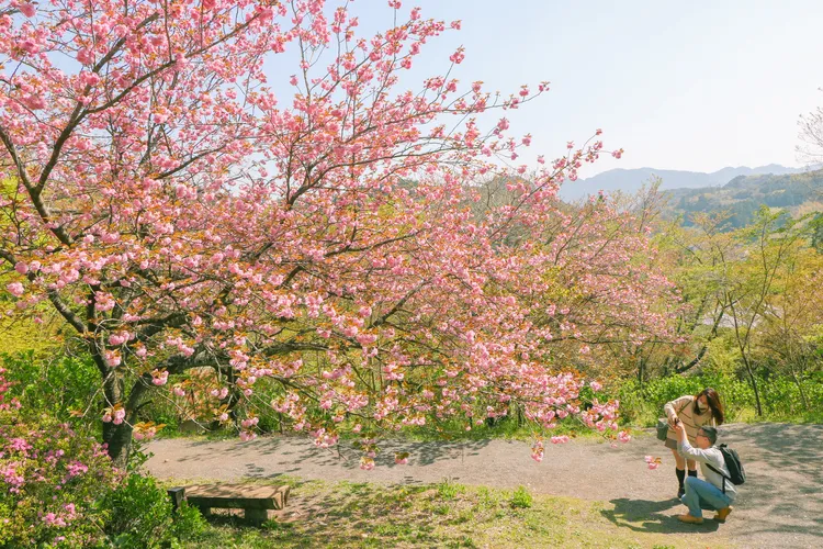 園內仍有櫻花樹盛開。賴昀岫攝