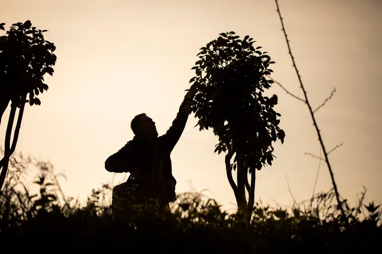 山茶花採收。品牌提供