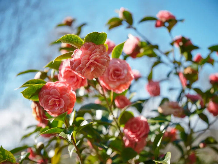 山茶花溫室花園