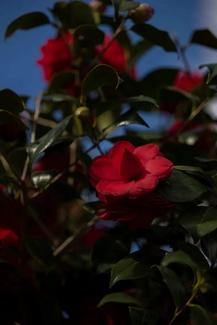 山茶花農場。品牌提供