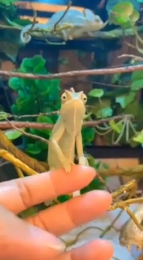 變色龍盡可能地變色以融入背景中，達到偽裝的效果。FB：Yasmine Lin 提供