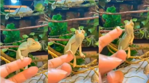 變色龍一臉無辜討握手 網笑噴:超有禮貌