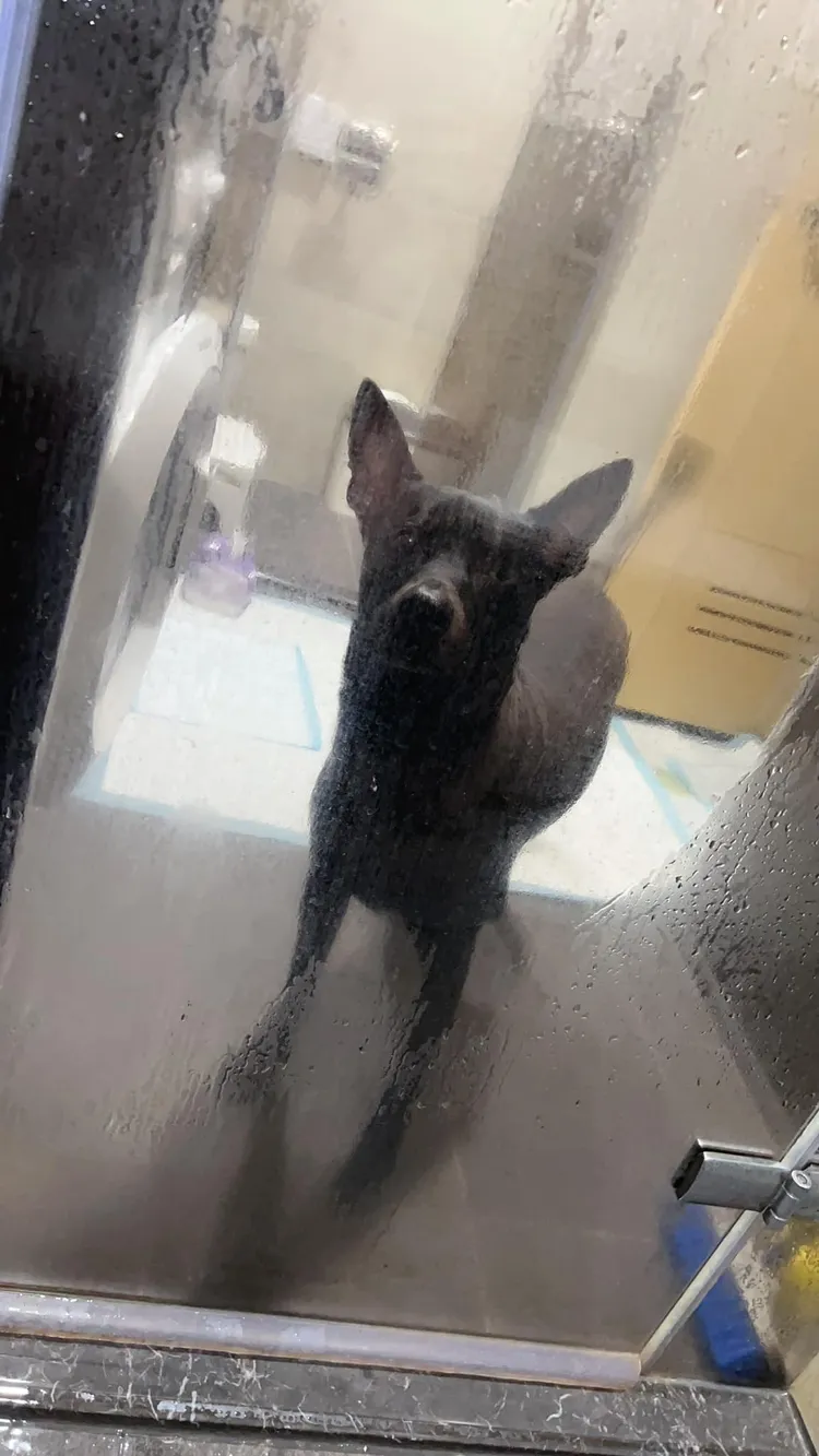 牠就是偷窺米可白洗澡5年的「兇手。」翻攝自米可白臉書