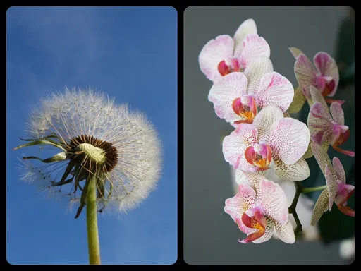 你是「蒲公英」還是「蘭花」? 專家妙喻解釋手足差異