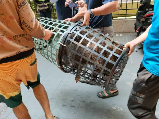 台中街頭驚見山豬橫行　這次不開槍、不麻醉！2個籃子搞定牠