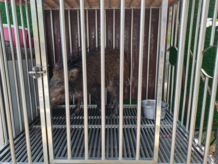 山豬目前由專業團隊安置，等候飼主出面。台中市府提供