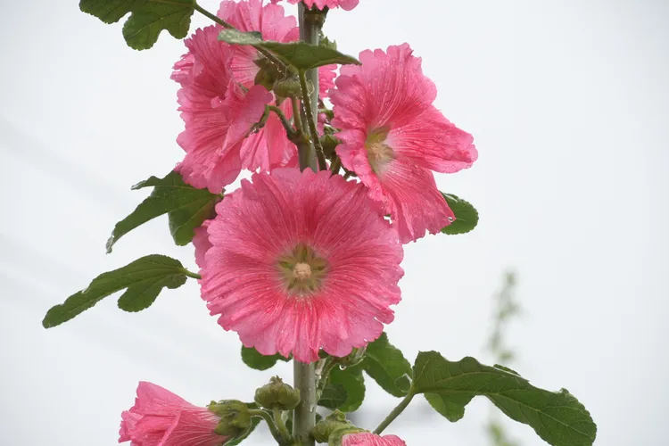 蜀葵花有花中巨人稱號。彰化縣府提供
