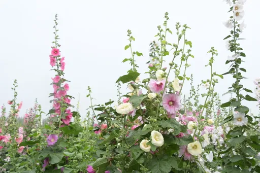 打卡新景點!彰化員林萬株齊放 花中巨人「蜀葵花」花季登場
