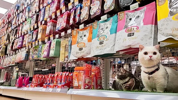 寵物公園肉食節，法米納、原點、柏萊富、第一饗宴、瑞威等毛孩最愛20大飼料品牌指定品項買1送1。業者提供