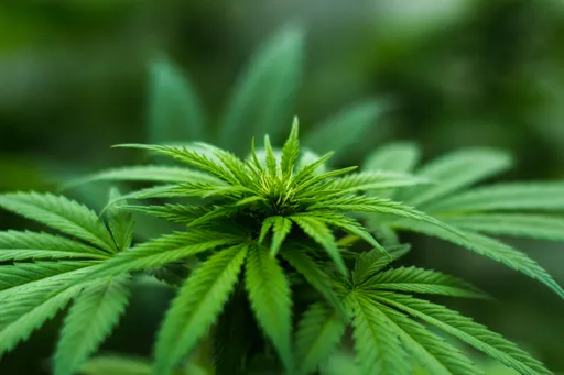 走私1公斤大麻遭絞死 星國不顧國際質疑執意行刑