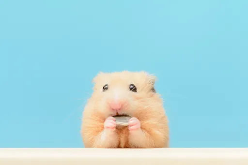 壹蘋派生活美語 呆萌倉鼠超療癒