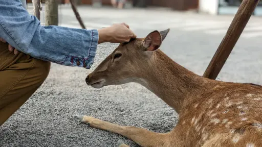 5歲男童抓石丟鹿！虎媽大吼「給我跪下」　下一秒動作讓網友吵翻了