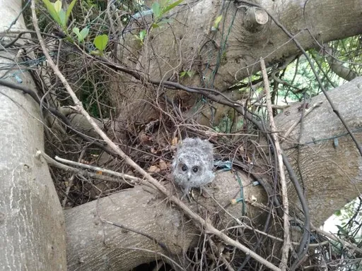 領角鴞幼鳥離巢落單 新竹野生動物救傷隊員急救援