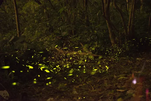 螢火蟲愛好者手刀衝一波 北市限定3場互動課程今開放報名