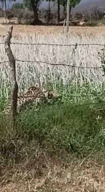 翻攝推特@ANI_MP_CG_RJ